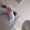 aud1ty